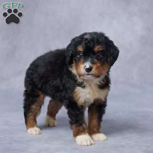 Julie, Mini Bernedoodle Puppy